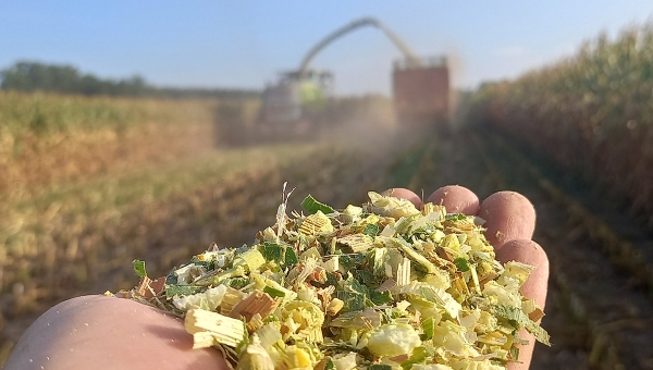 Sklizeň kukuřice a pícnin