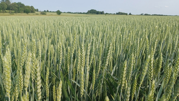 Setí a přesné setí 